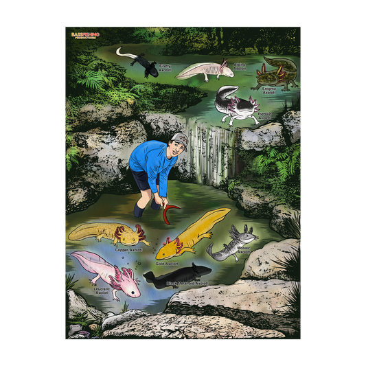 BFP Axolotl Poster